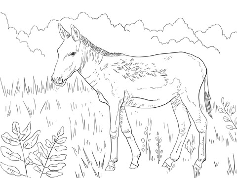Online coloring book: Coloring book Asian donkey on the meadow